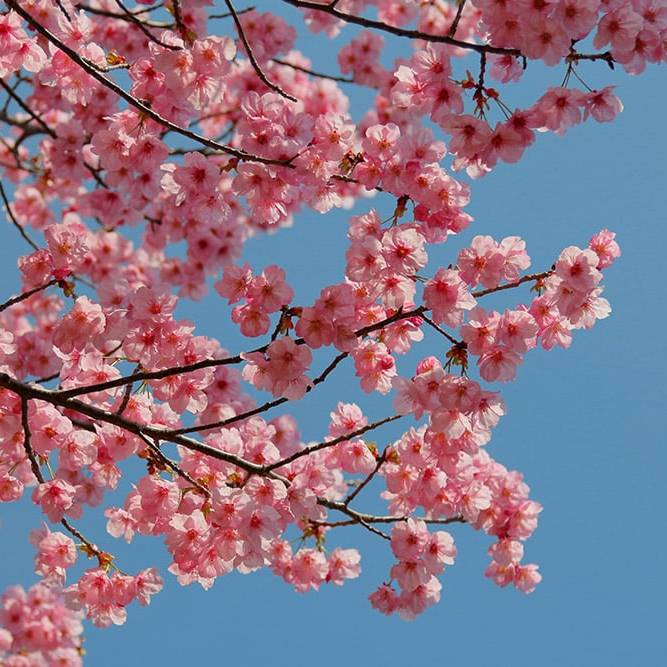 Cerezo florecido sobre cielo totalmente azul
