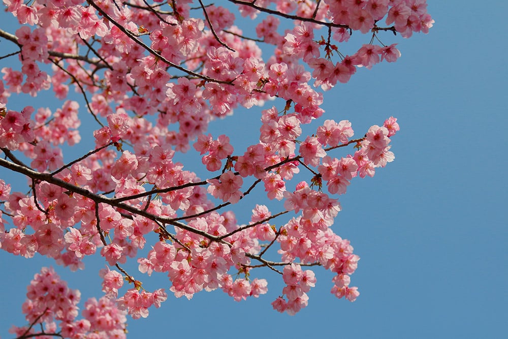 Cerezo florecido sobre cielo totalmente azul